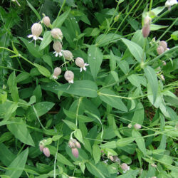 silene-vulgaris