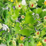 insalata-selvatica1